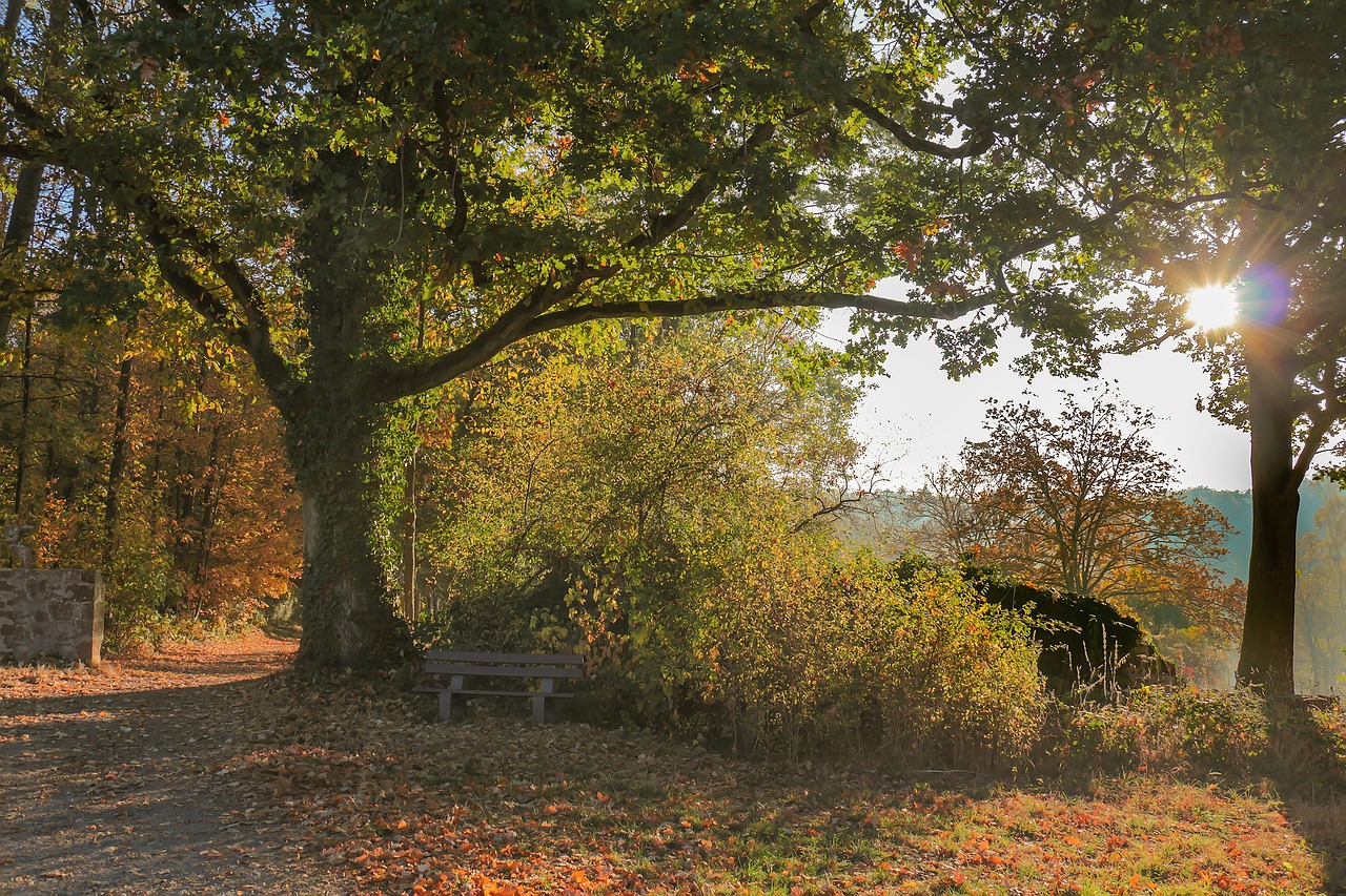 autumn  forest  sun free photo