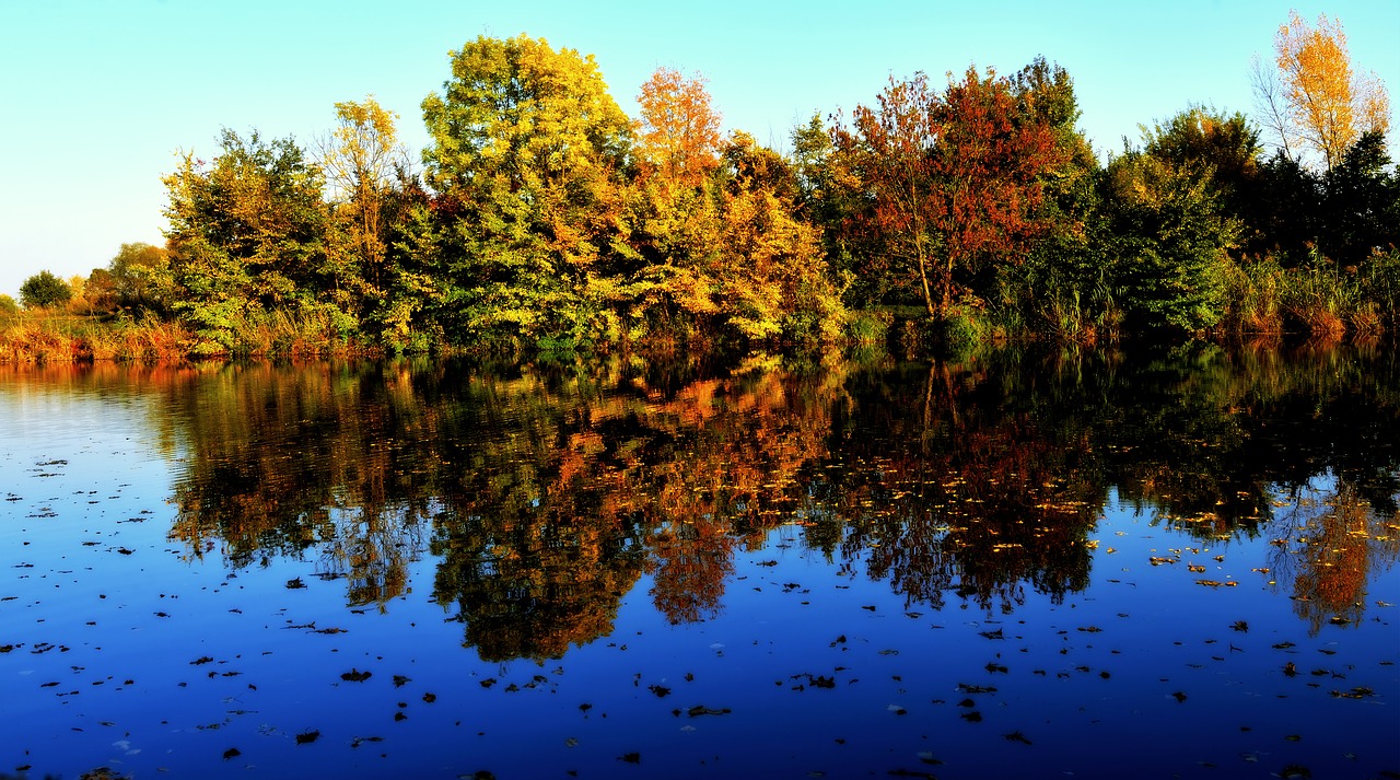 autumn  trees  forest free photo