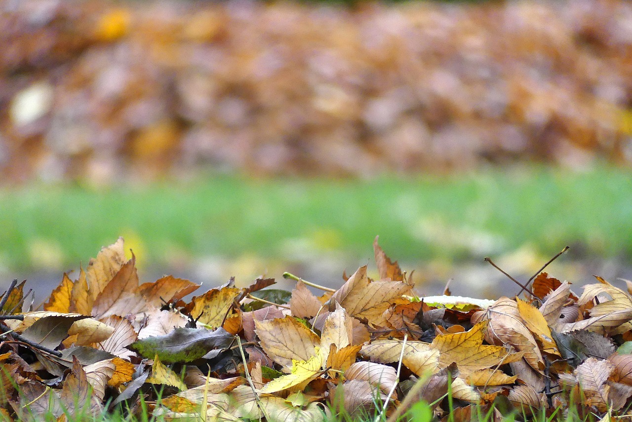 autumn  foliage  park free photo