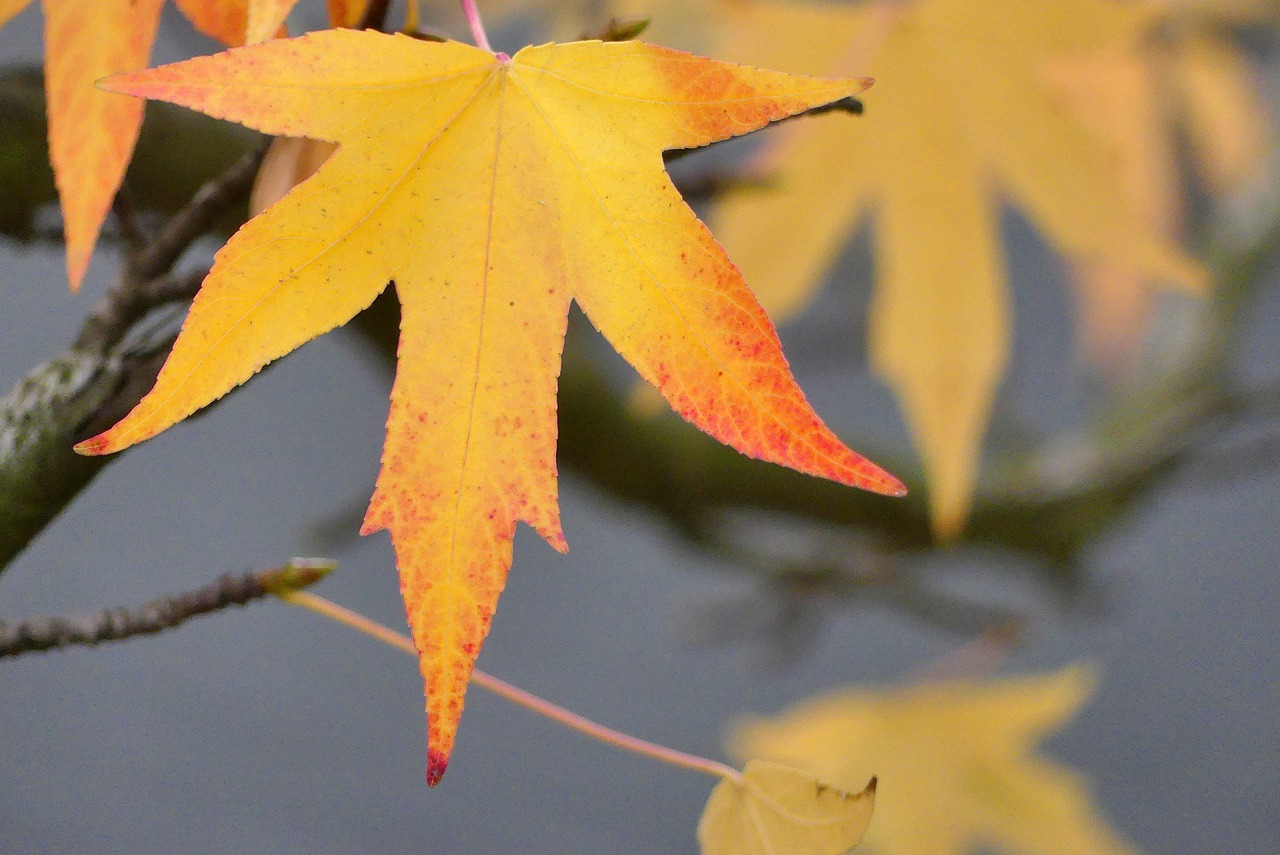 autumn  leaf  park free photo