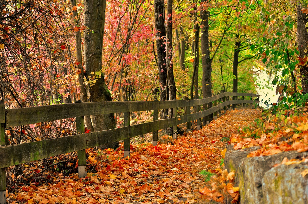 autumn  color  leaves free photo