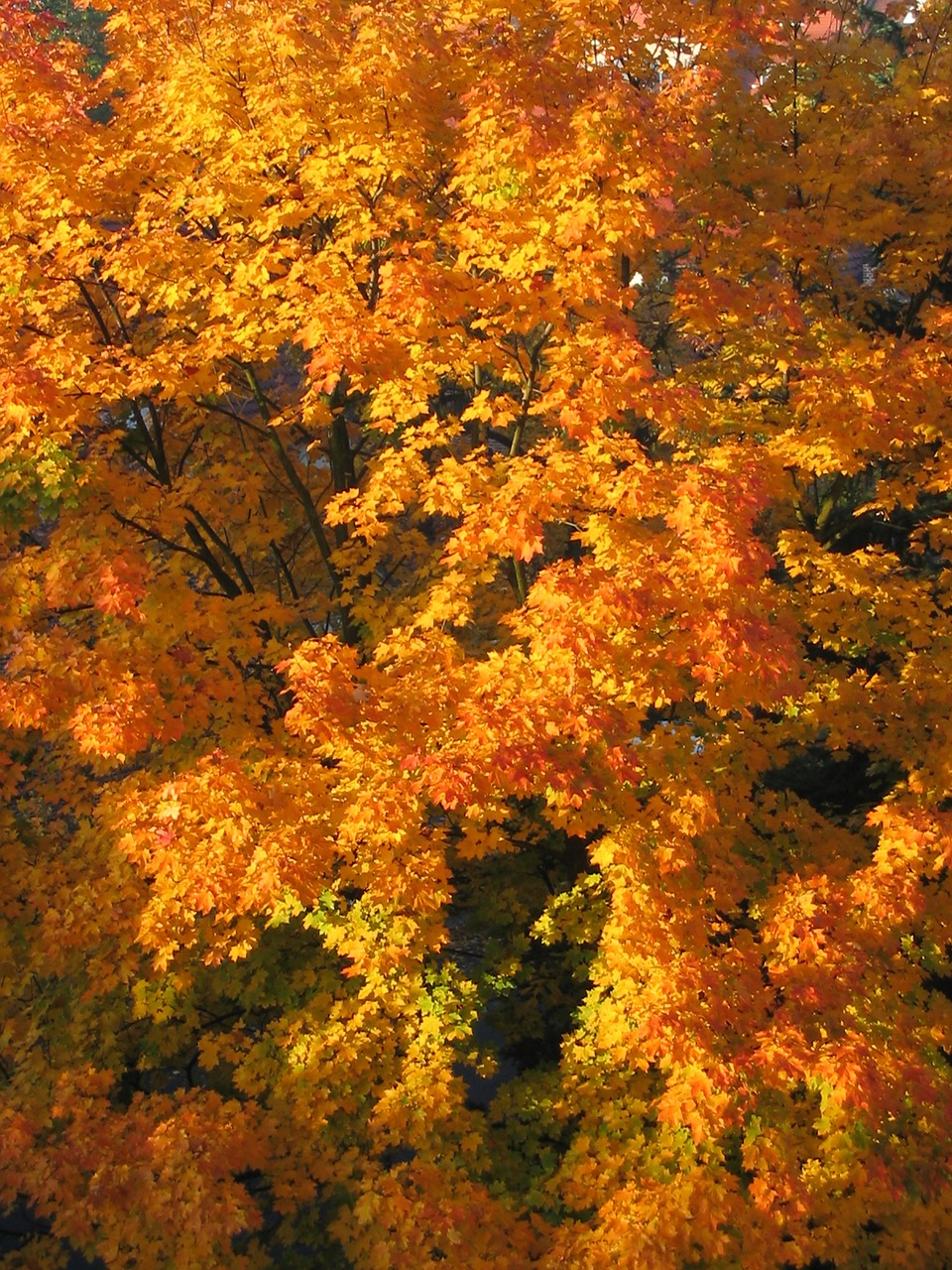 autumn  nature  colors free photo