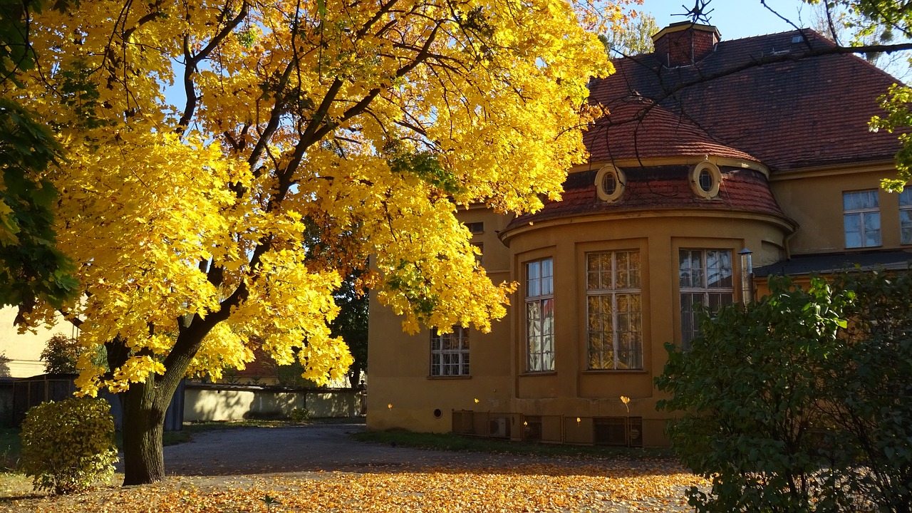 autumn  nature  colors free photo