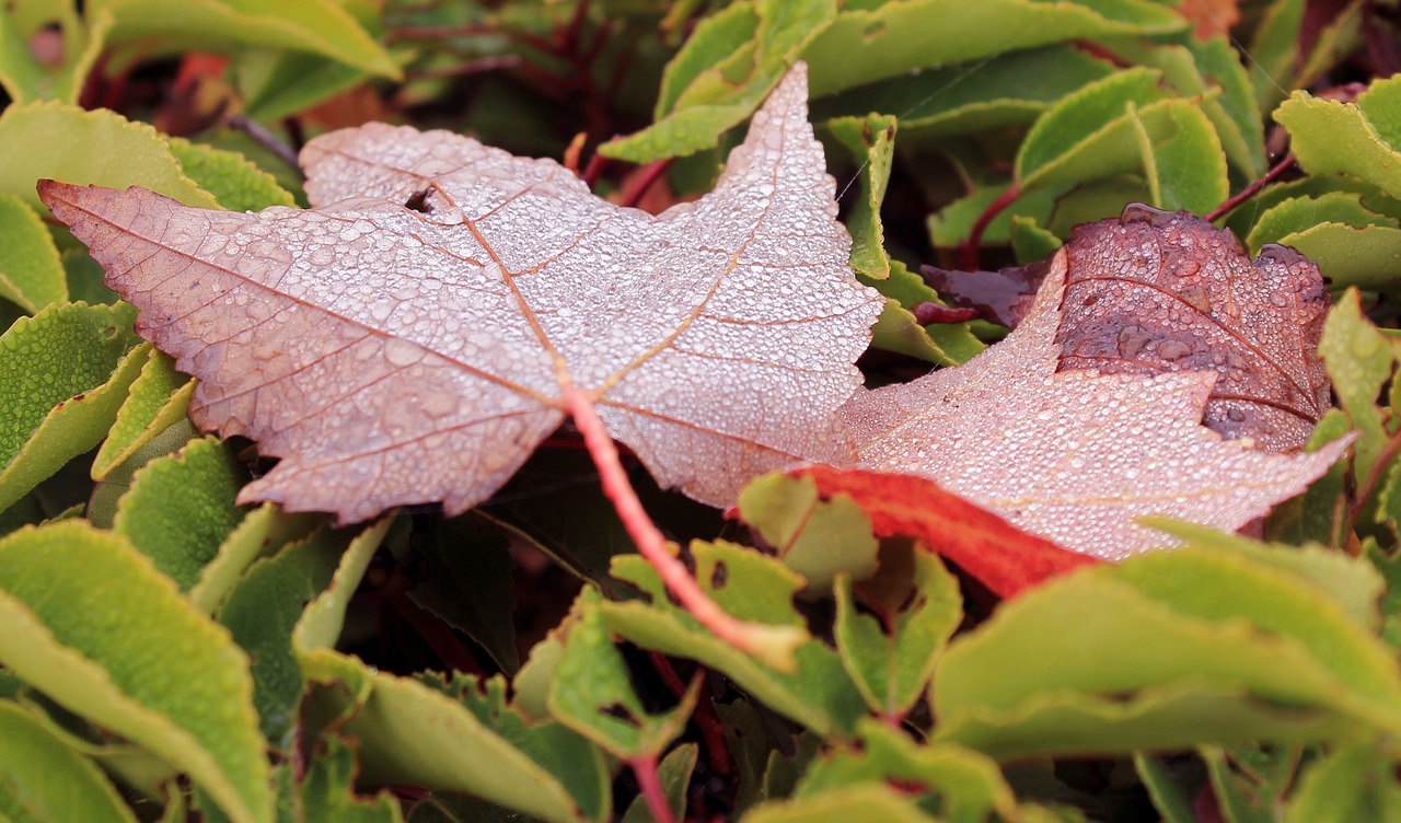 autumn  fall  color free photo