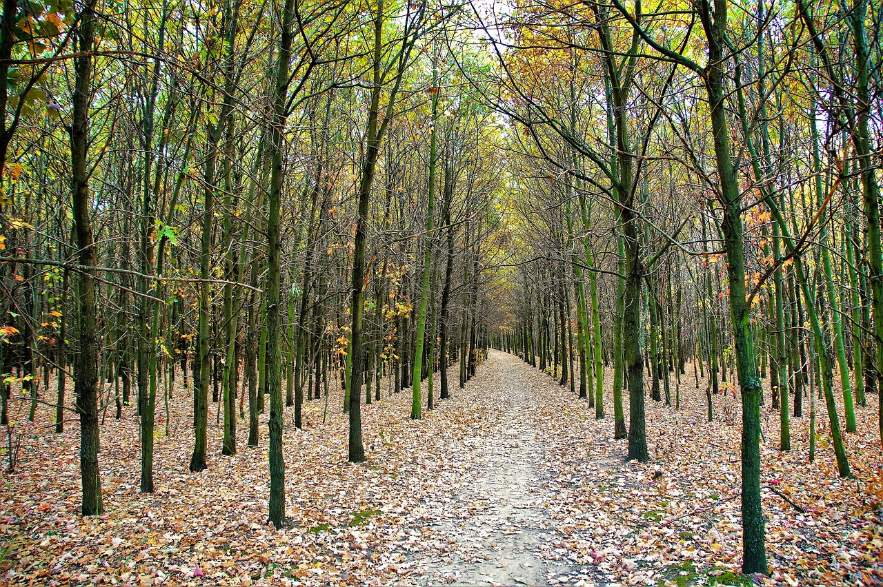 autumn  path  the trail free photo