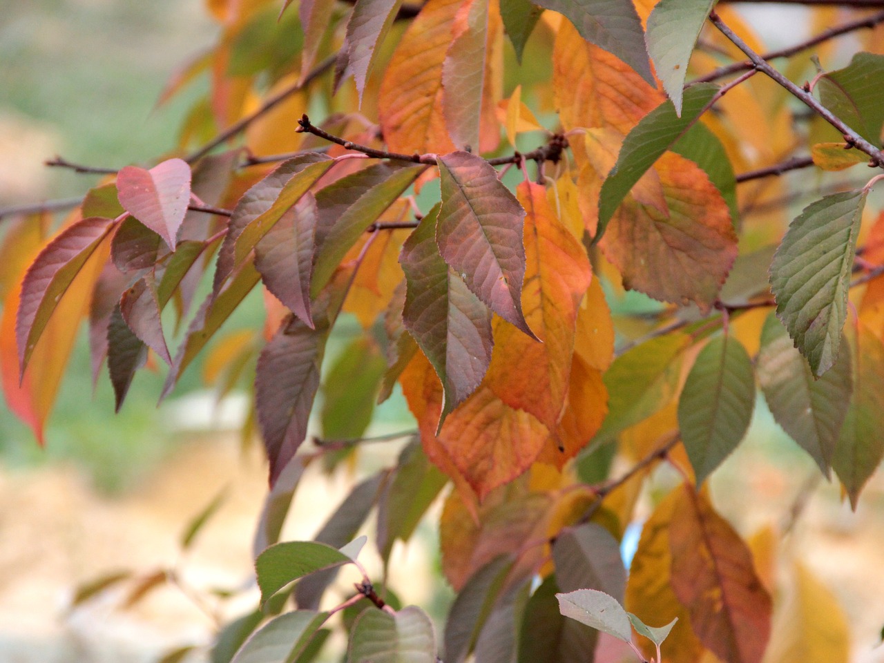 autumn  autumn leaves  yellow free photo