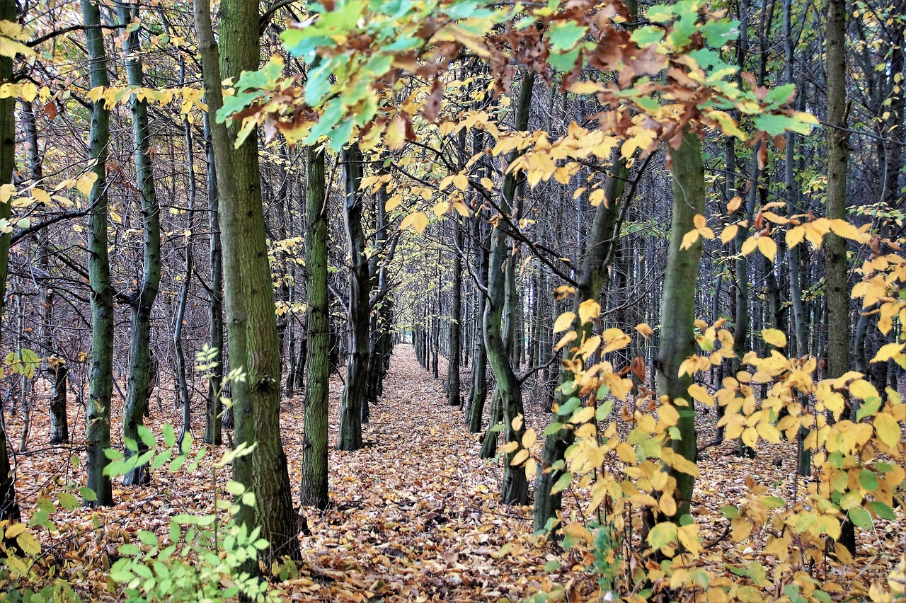 autumn  forest  deciduous free photo