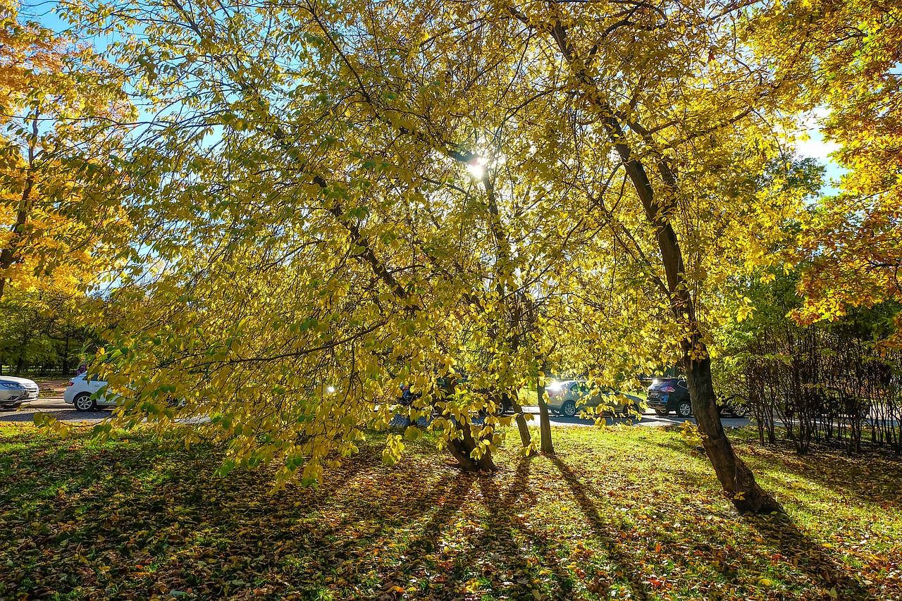 autumn  park  killarney free photo