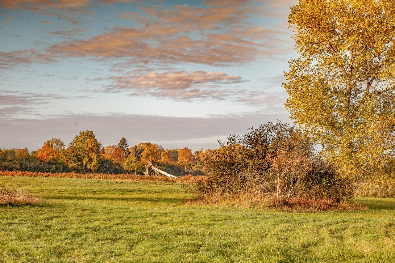 autumn  meadow  trees free photo