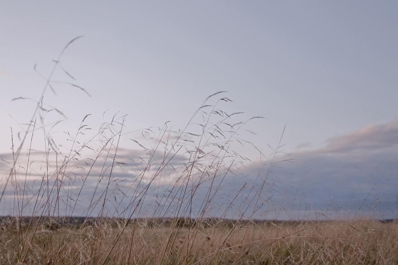 autumn  field  grass free photo