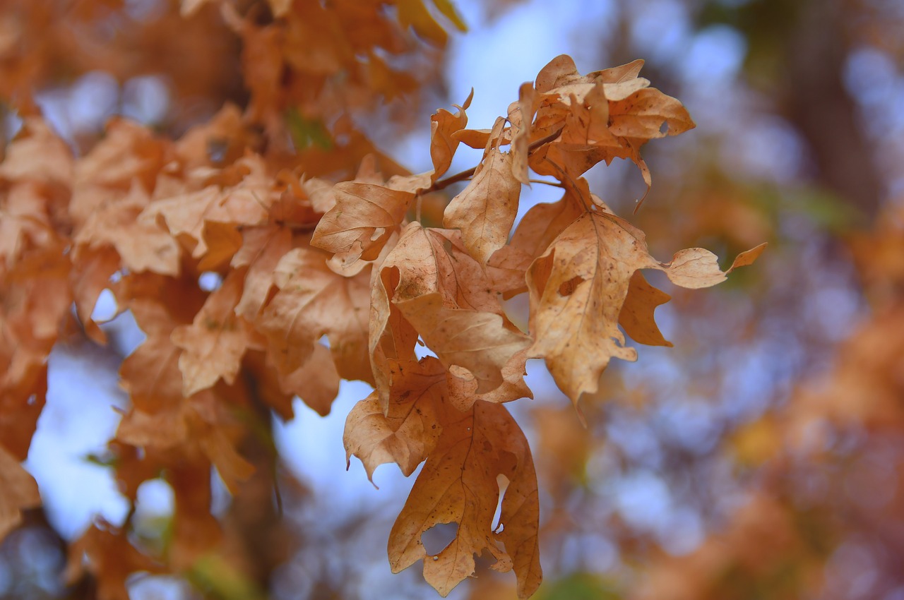 autumn  holidays  branch free photo