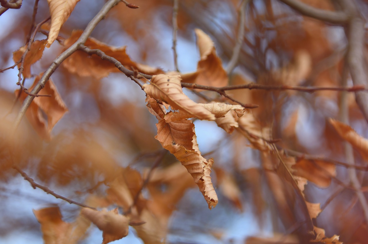 autumn  holidays  branch free photo