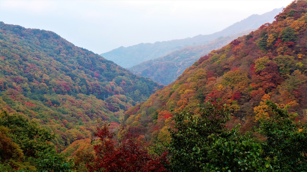 autumn  autumn leaves  jiri free photo