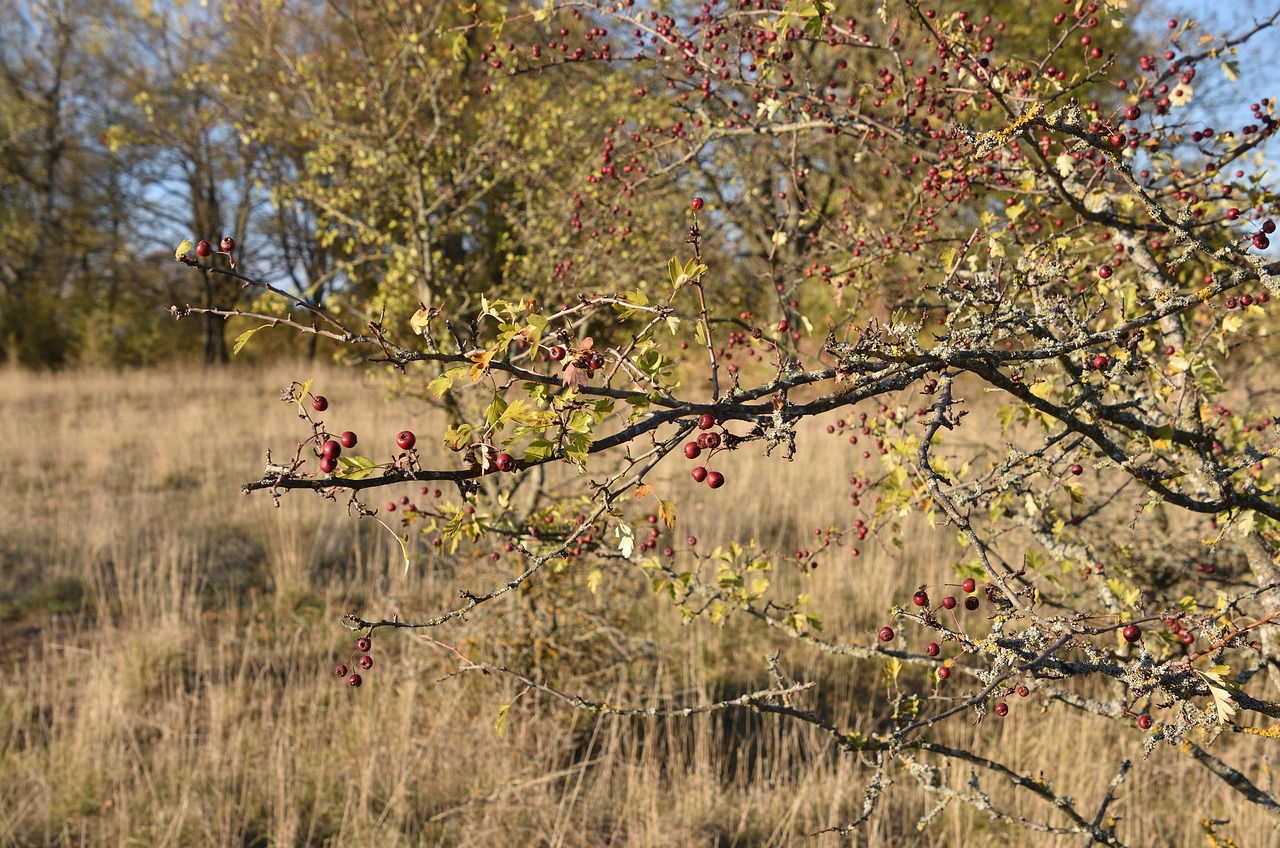 autumn  bush  berries free photo