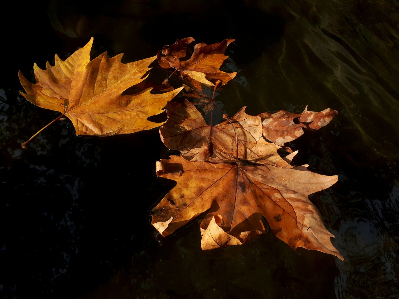 autumn  leaves  water free photo