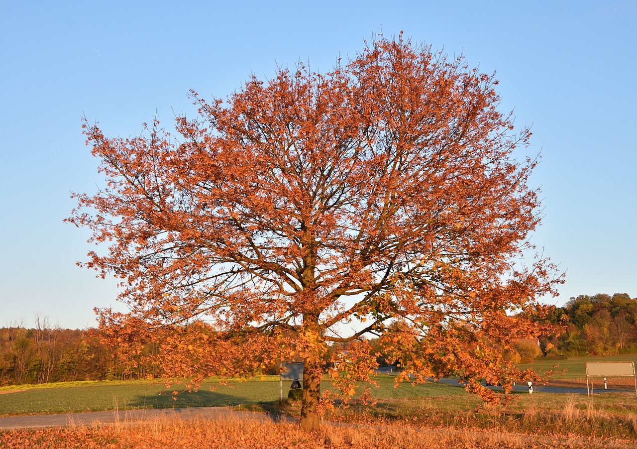 autumn  tree  red free photo