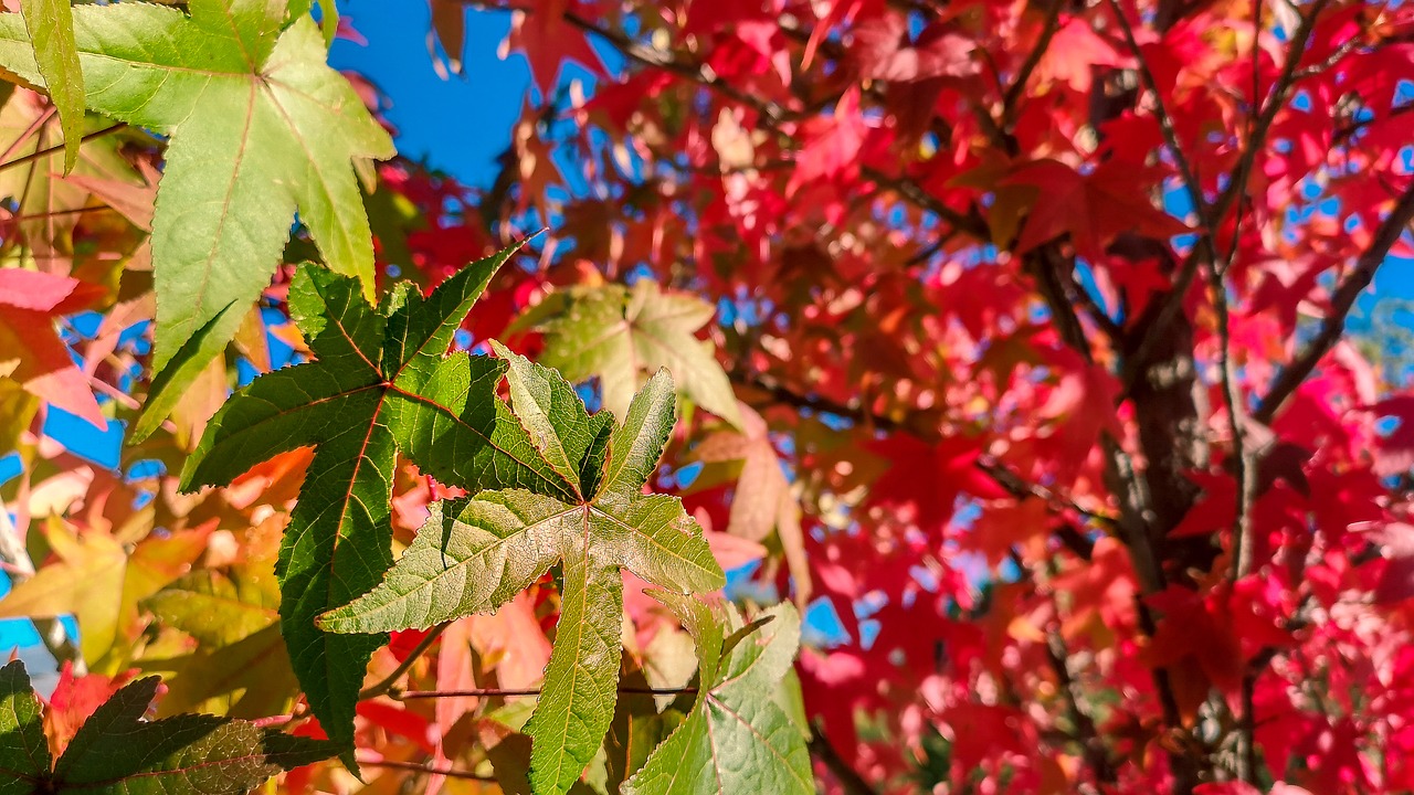 autumn  leaves  colors free photo