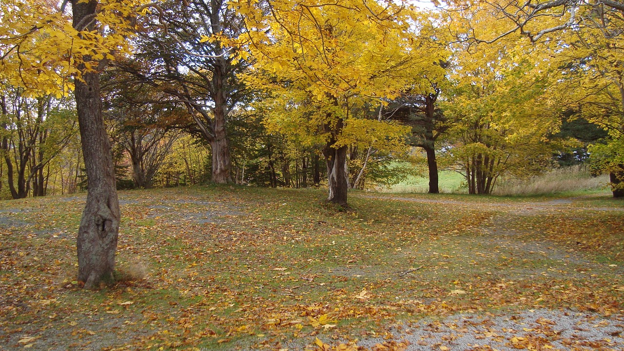 autumn  trees  leaves free photo