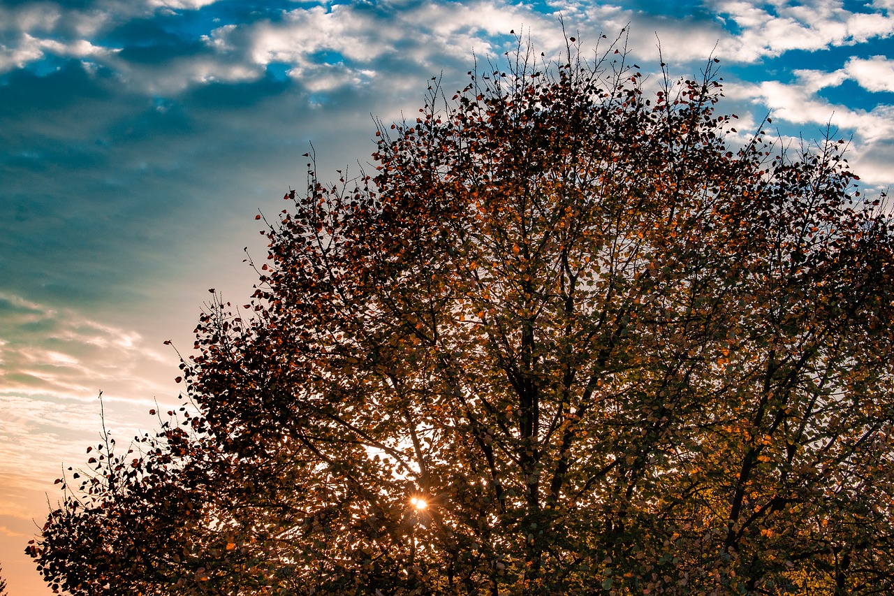 autumn  leaves  deciduous tree free photo