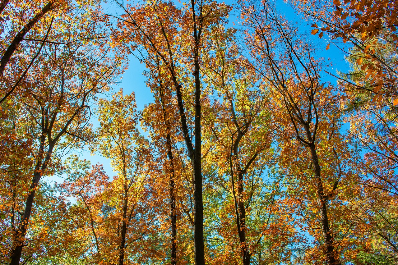 autumn  forest  autumn mood free photo