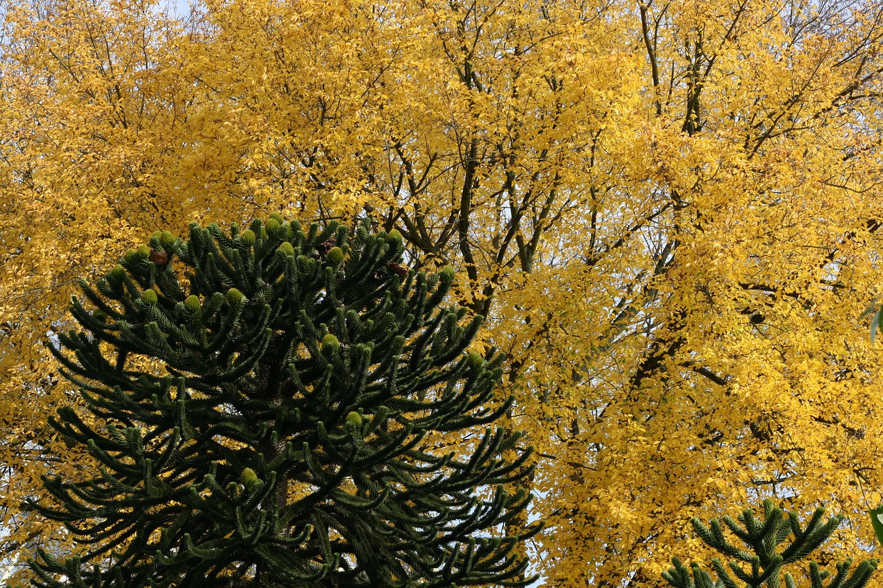 autumn  yellow  leaves free photo