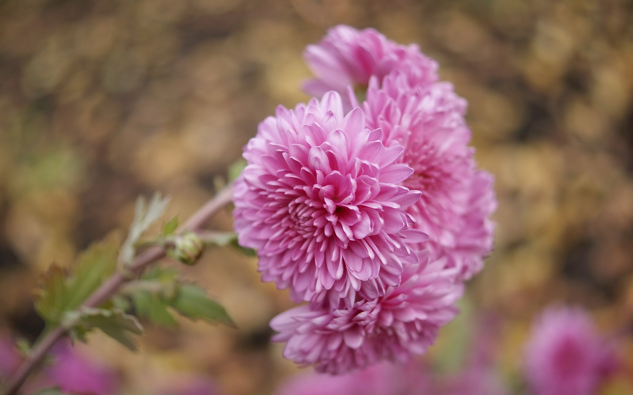 autumn  flowers  chrysanthemum free photo