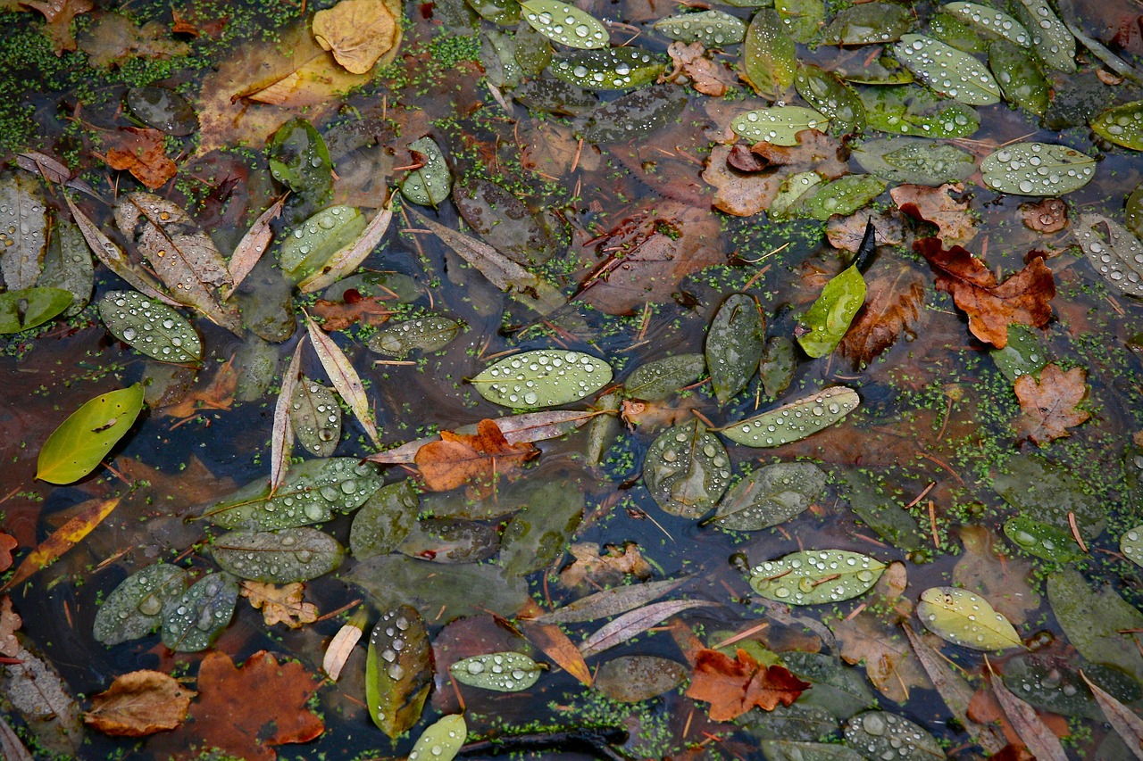 autumn  leaves  fall color free photo