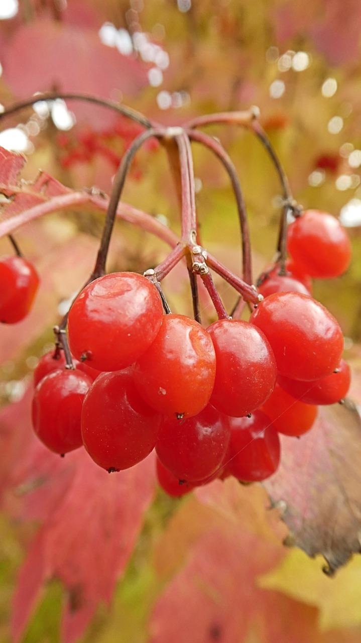 autumn  nature  plant free photo