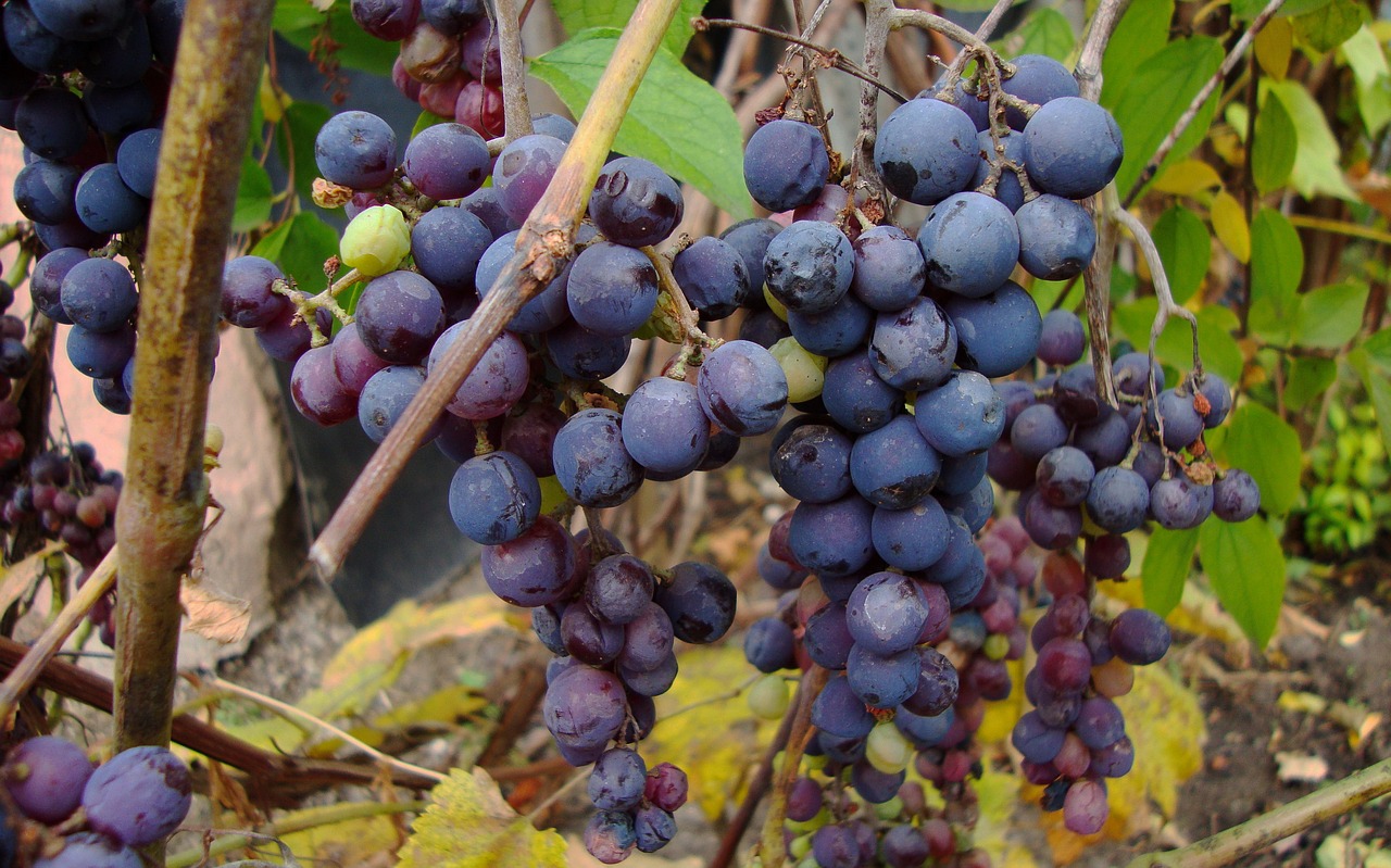 autumn  harvest  garden free photo