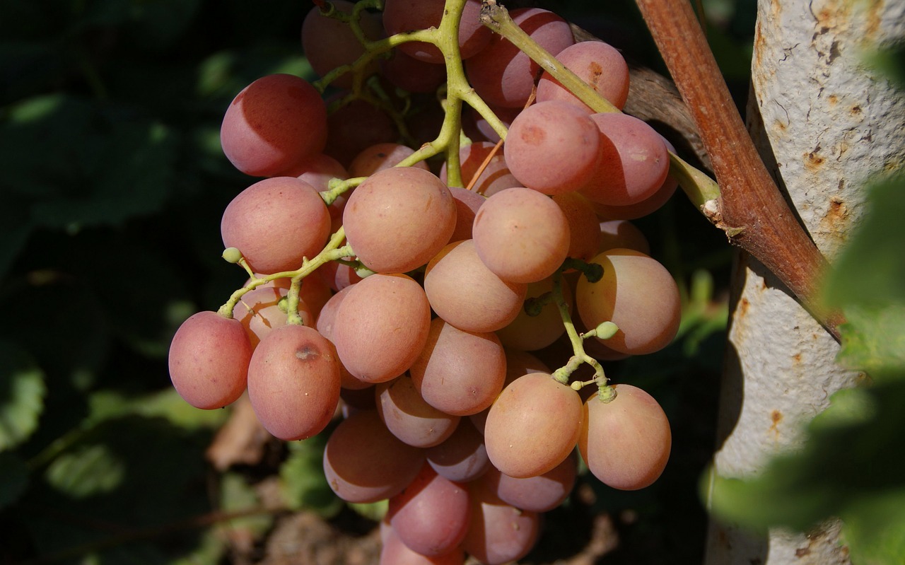 autumn  harvest  garden free photo