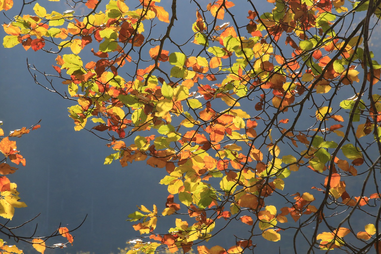 autumn  sun  leaves free photo