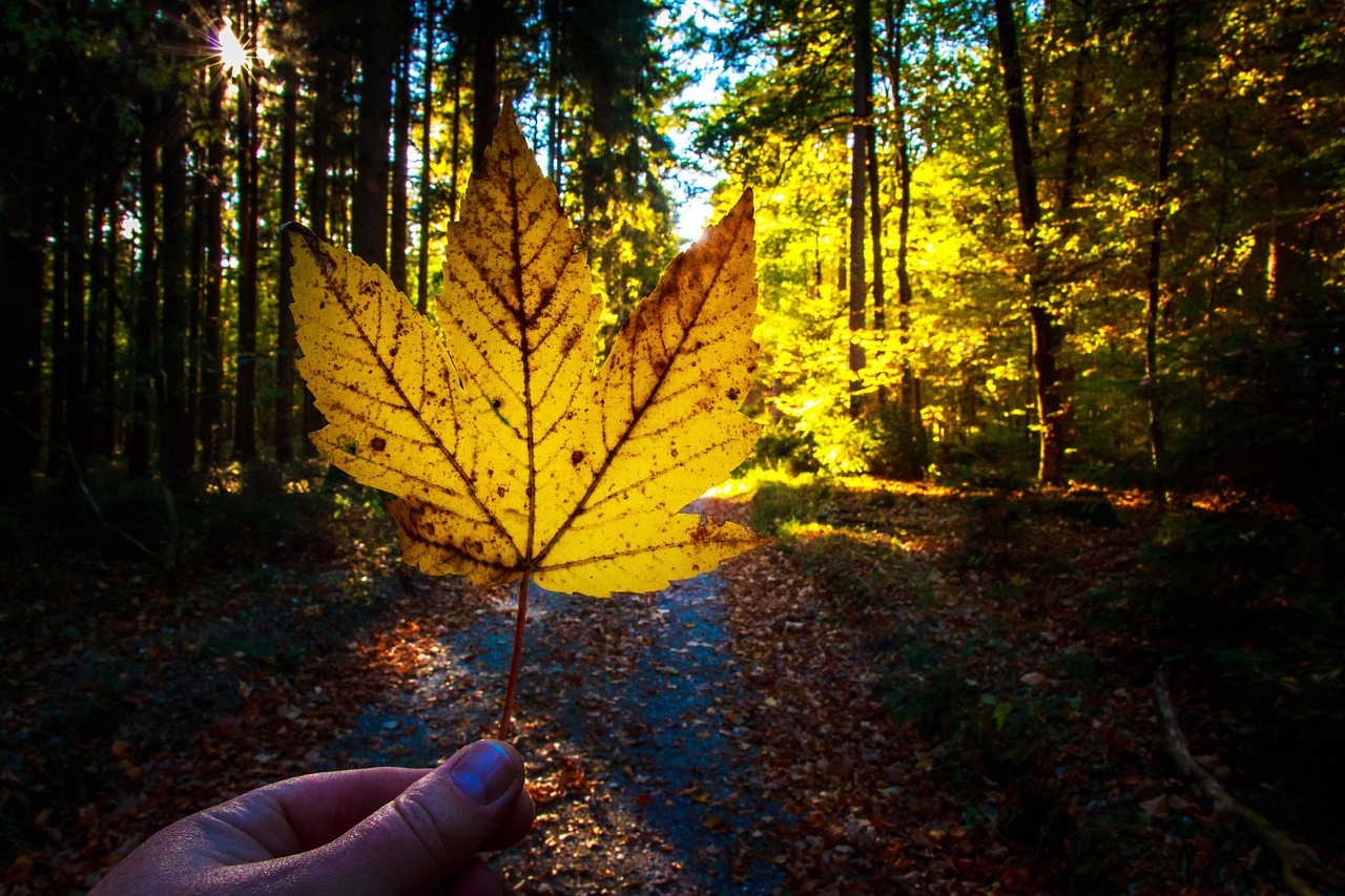 autumn  fall foliage  forest free photo