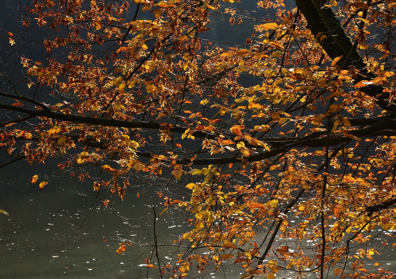 autumn  tree  mood free photo