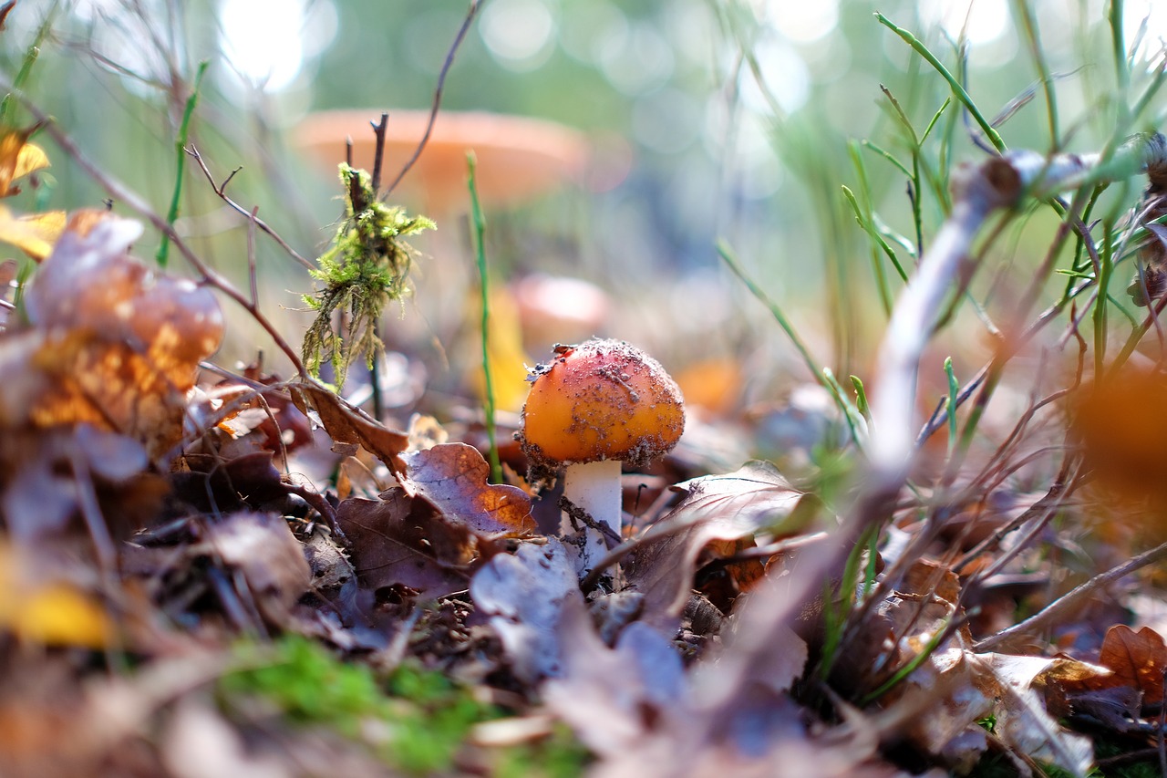 autumn  fly agaric  forest free photo