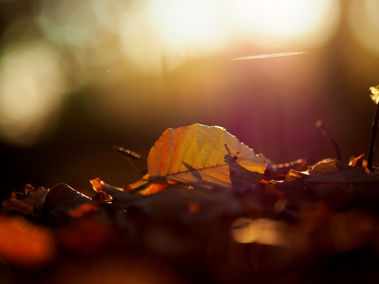 autumn  leaves  light free photo