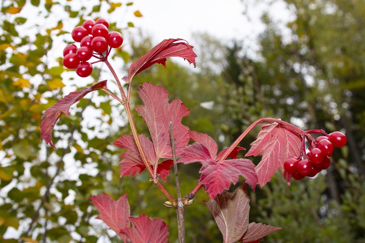 autumn  leaves  emerge free photo