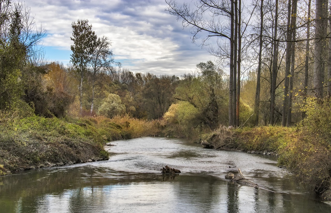 autumn  trees  landscape free photo