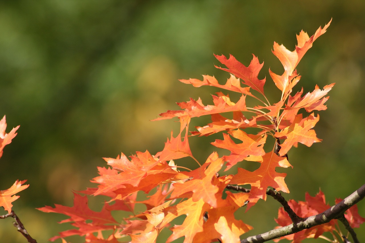 autumn  leaves  oak free photo