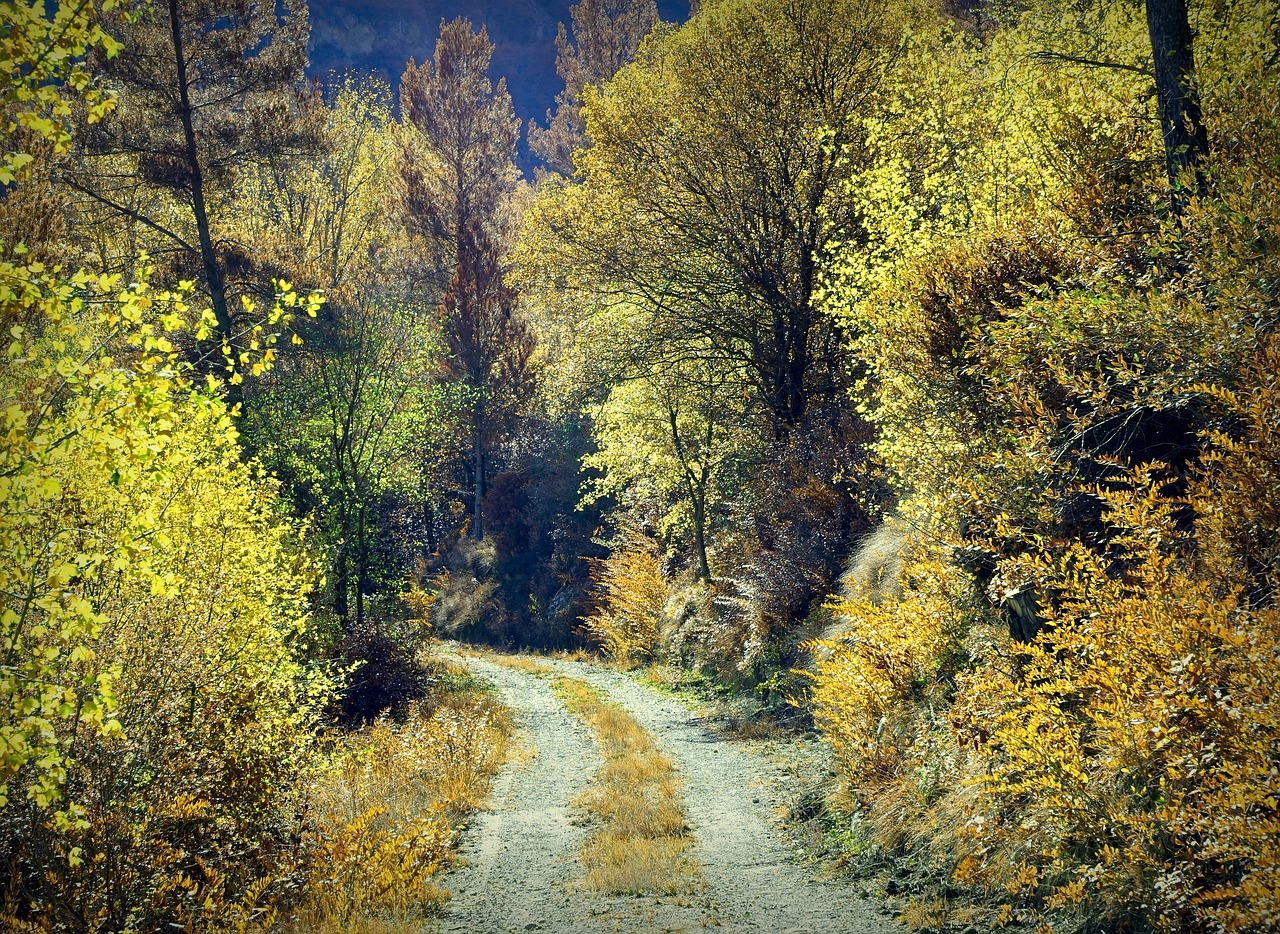 autumn  forest  landscape free photo