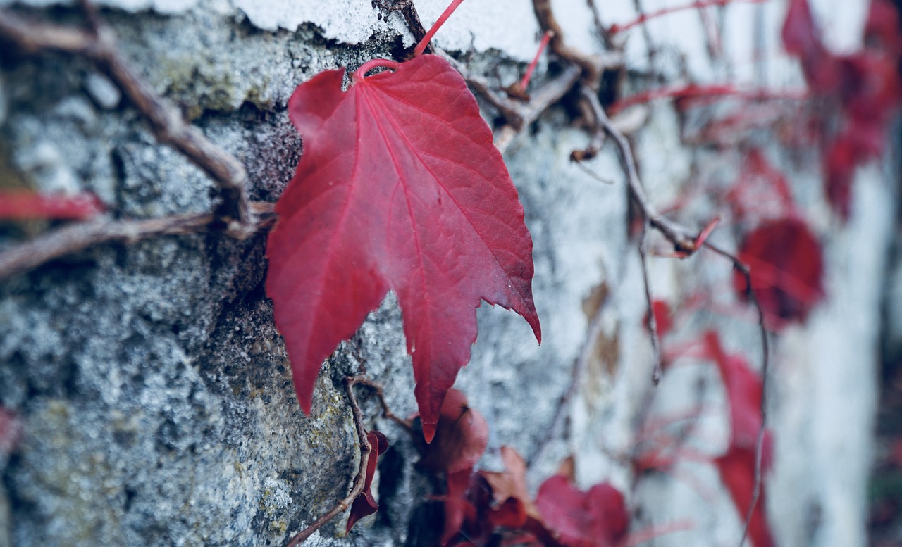 autumn  late autumn  maple free photo