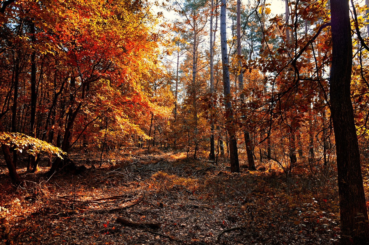 autumn  leaves  fall colors free photo