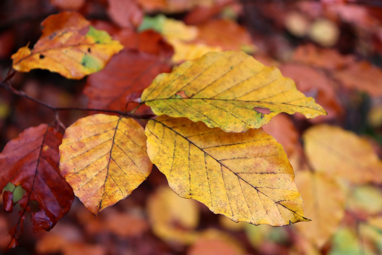 autumn  foliage  nature free photo