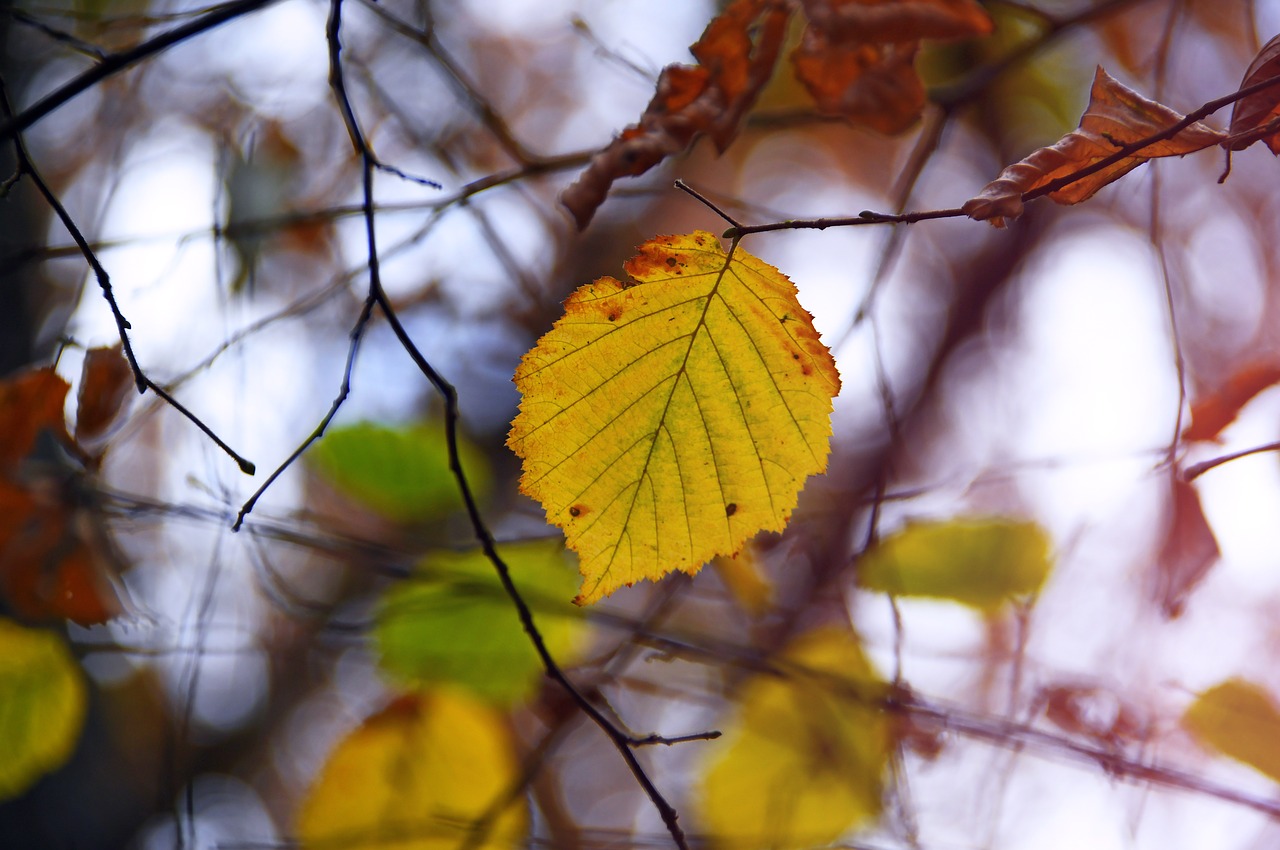 autumn  holidays  nature free photo