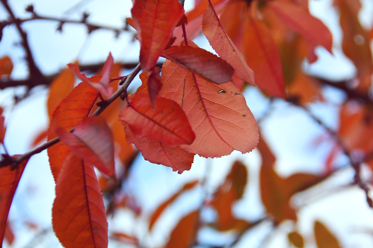 autumn  holidays  nature free photo