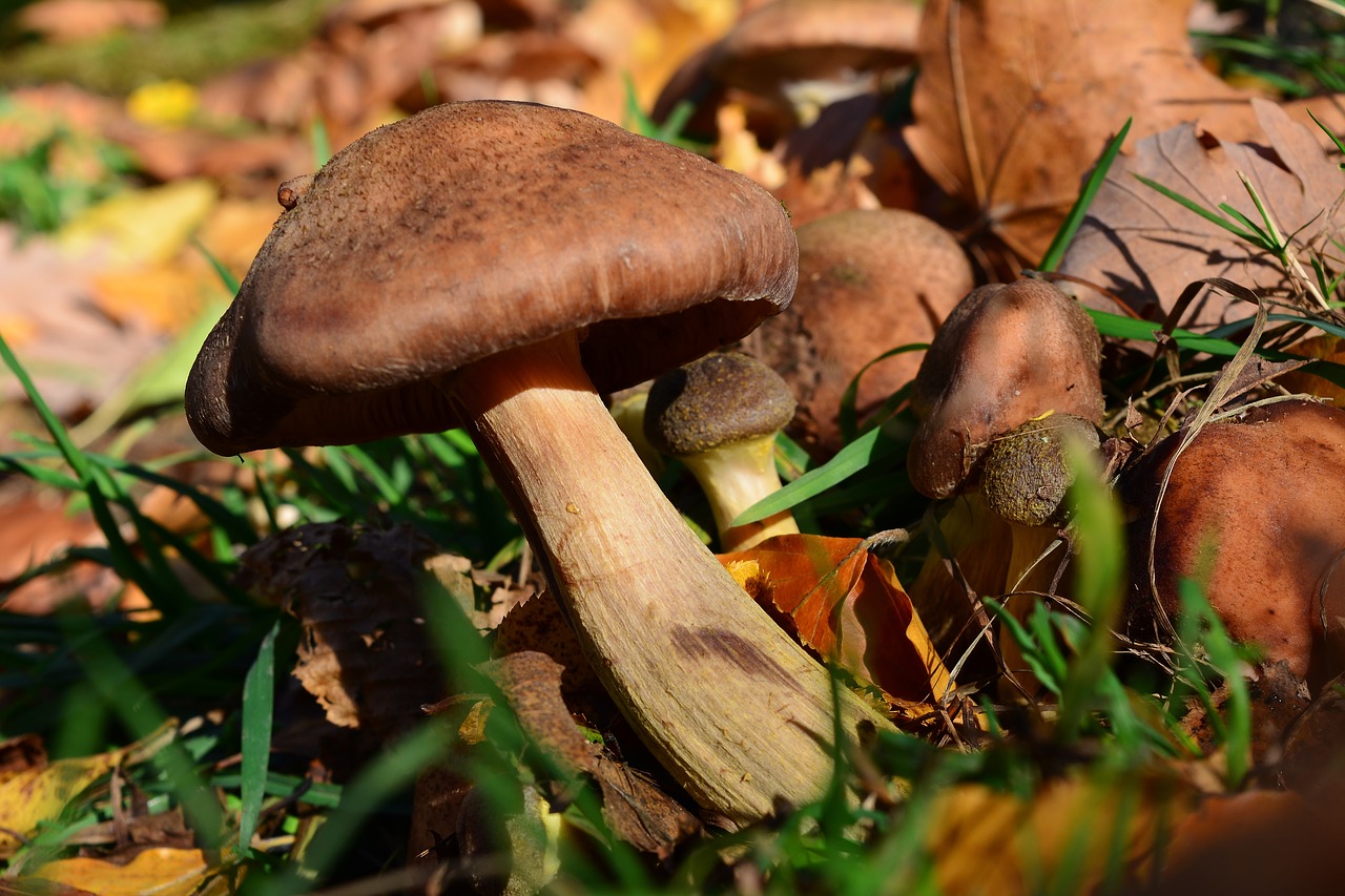 autumn  mushroom  forest floor free photo