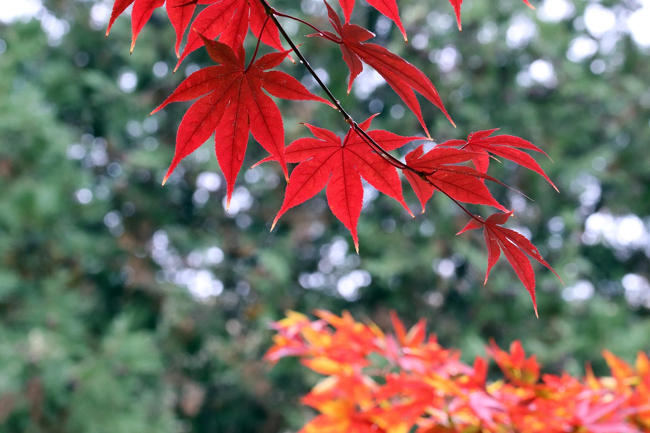 autumn  autumn leaves  colorful free photo