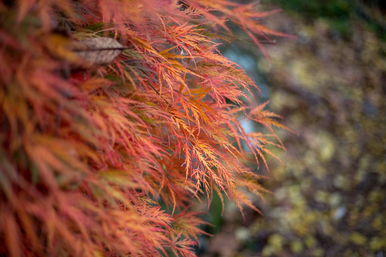 autumn  red  orange free photo