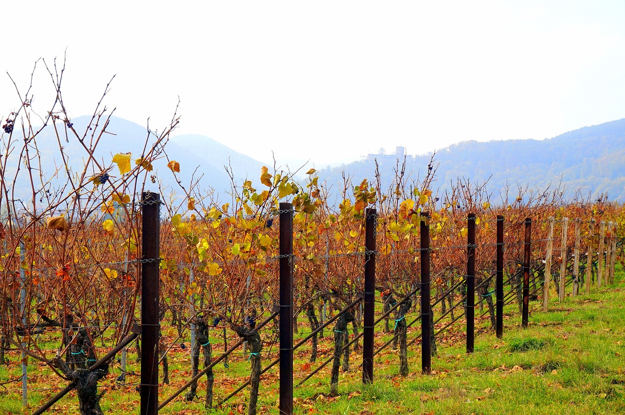 autumn  vineyards  landscape free photo