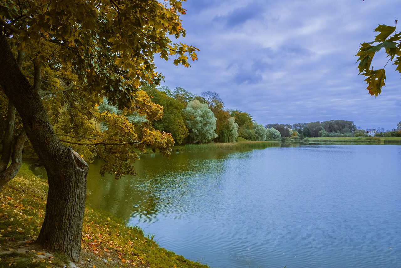 autumn  park  nature free photo