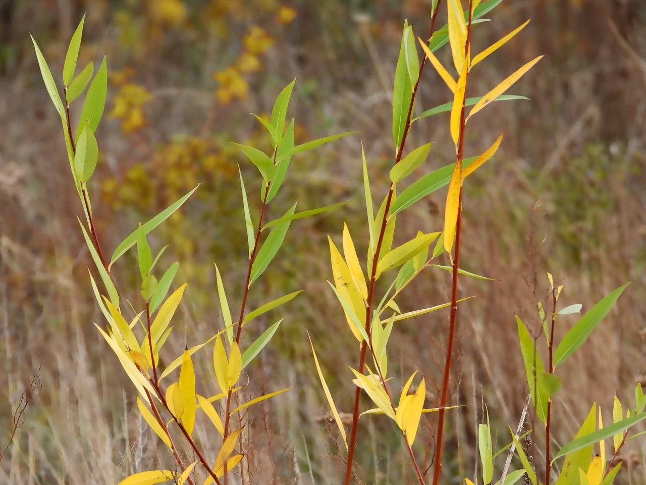 autumn  colors of autumn  foliage free photo